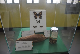 Jamaica’s endemic animal species, such as the Coney and the Giant Swallowtail Butterfly, will be on display at King’s House on July 27 as part of the Independence exhibition being mounted by the Natural History Museum of Jamaica.