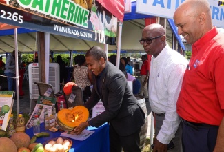Minister of Agriculture, Fisheries and Mining, Hon. Floyd Green (left), lifts piece of a pumpkin on display at the launch of the 69th staging of the Denbigh Agricultural, Industrial and Food Show at the Hi-Pro Ace supercentre in St. Catherine on June 21. Observing are (from second left) Chief Technical Director in the Ministry, Orville Palmer and Vice President of Hi-Pro, Colonel (Ret’d) Jaimie Ogilvie.