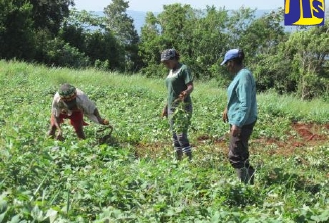 Farmers Receiving Assistance Under Gov’t’s $200M Drought Mitigation Programme