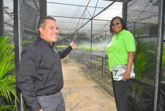 Minister without Portfolio in the Ministry of Economic Growth and Job Creation, Senator the Hon. Matthew Samuda (left), points towards the Forestry Department’s Constant Spring Road nursery, for which he commissioned a rainwater harvesting system on Tuesday (August 29). With him is Principal Director of Forest Operations at the Department, Donna Lowe.