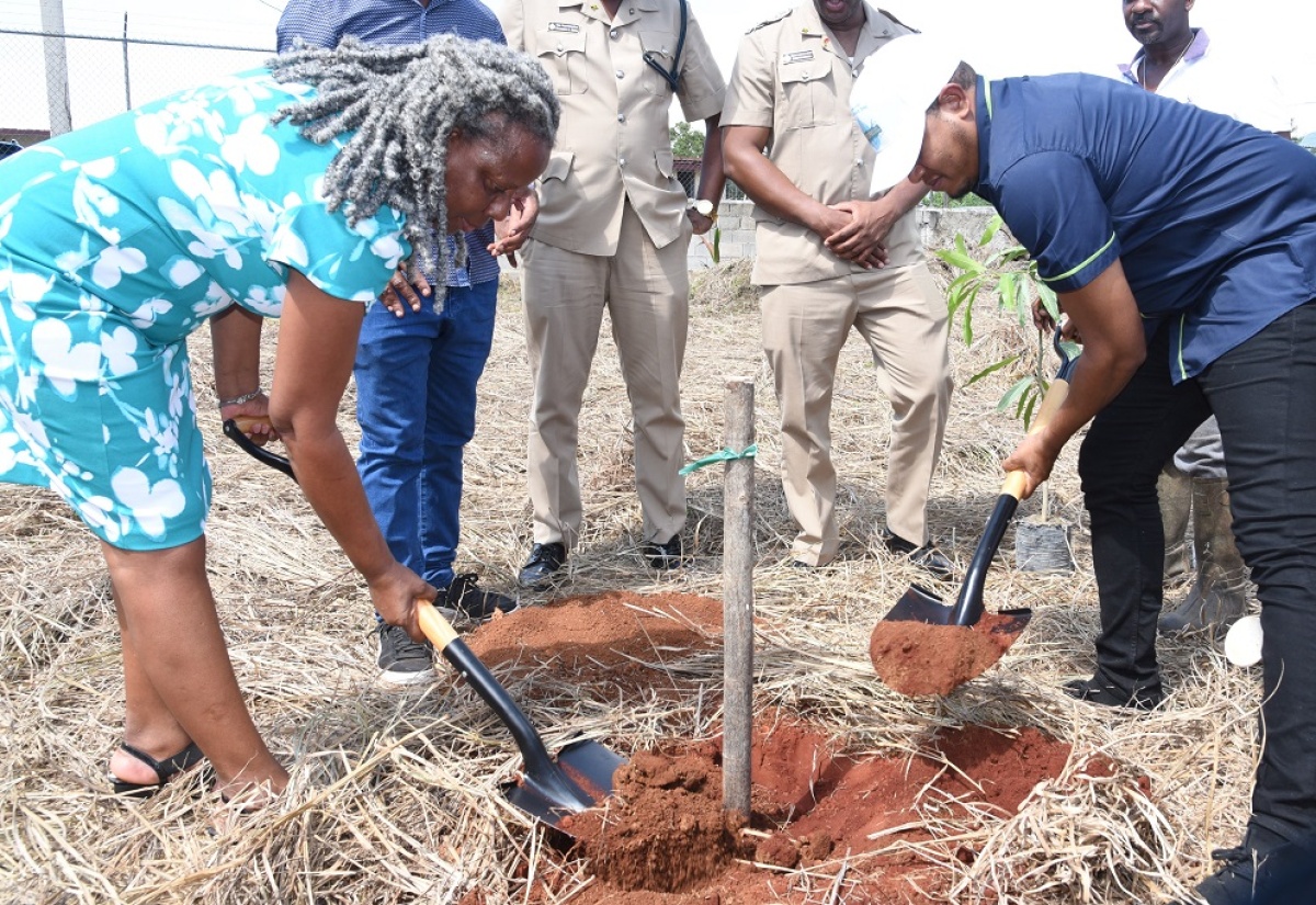 Minister of Agriculture, Fisheries and Mining, Hon. Floyd Green (right), and Principal of Newell High School, Audrey Ellington, prepare to plant a mango tree as part of the expanded National School Garden Programme, which was launched during a World Food Day ceremony at the institution in St. Elizabeth on Thursday (October 19).
