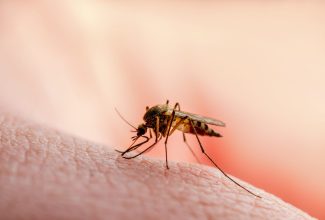 Infected mosquito biting skin. 