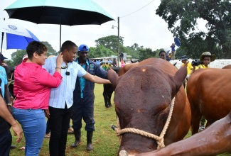 Minister of Agriculture, Fisheries and Mining, Hon. Floyd Green (centre), examines a Jamaica Red Poll, during the 22nd staging of the Minard Livestock Show and Beef Festival at Minard Estate in Brown’s Town, St. Ann, on Thursday (November 10). He is joined by Member of Parliament for St. Ann North Western, Krystal Lee (left), and cattle herder at Minard Estate, Raphel Williams.