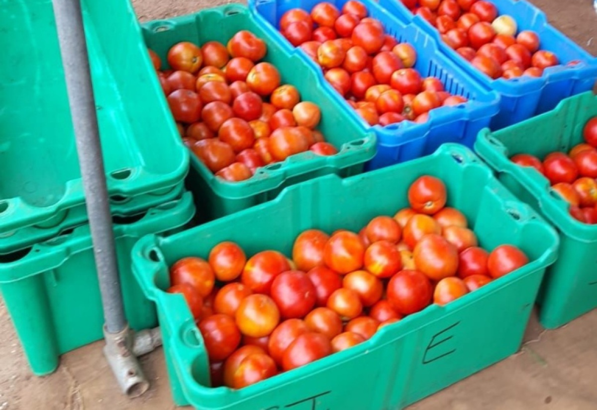 Buying in Bulk and Making Your Fruits and Vegetables Last Longer
