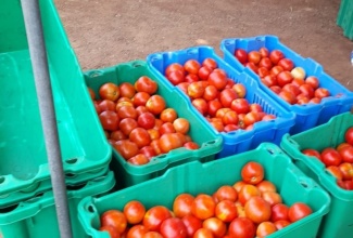 Agricultural commodities like tomatoes can be bought at different stages of maturity to ensure that they are available longer.

