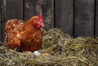Brown hen sits on the eggs in hay inside a wooden chicken coop. 
