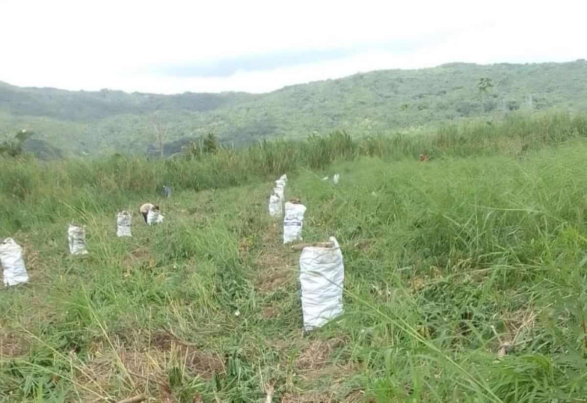 Eastern St. Thomas Farmers Seek Fortune in Cassava