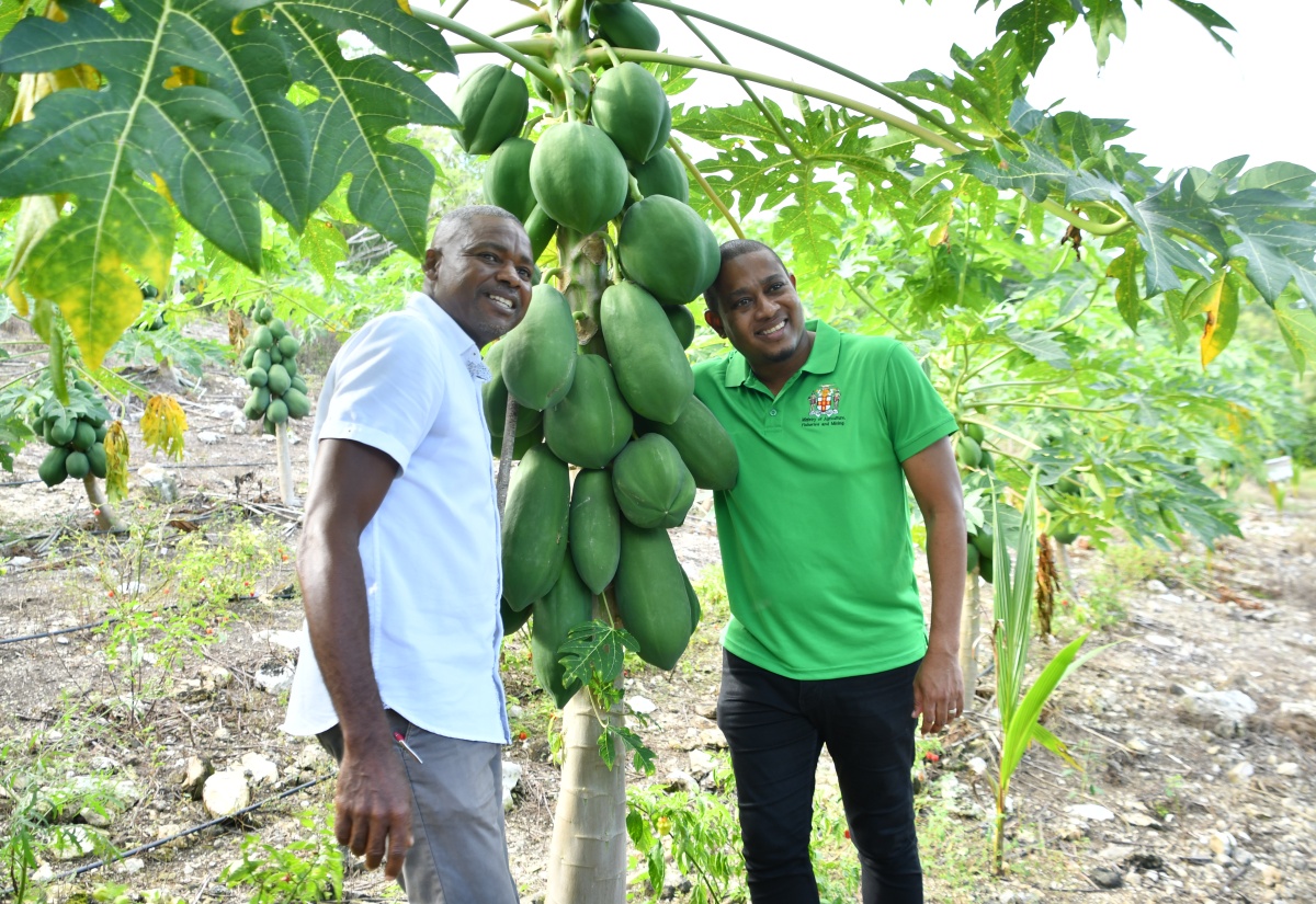 Minister of Agriculture, Fisheries and Mining, Hon. Floyd Green (right) and owner of ANR Farms limited in Trelawny, Adrian Robinson share a moment, during a tour of Mr. Robinson’s farm on January 25.