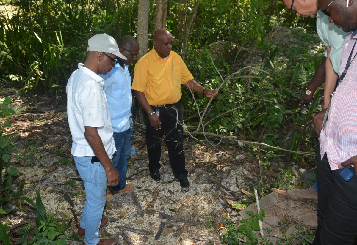 Gov’t Preparing Estimates for Salt Marsh to Adelphi Road Network Rehabilitation