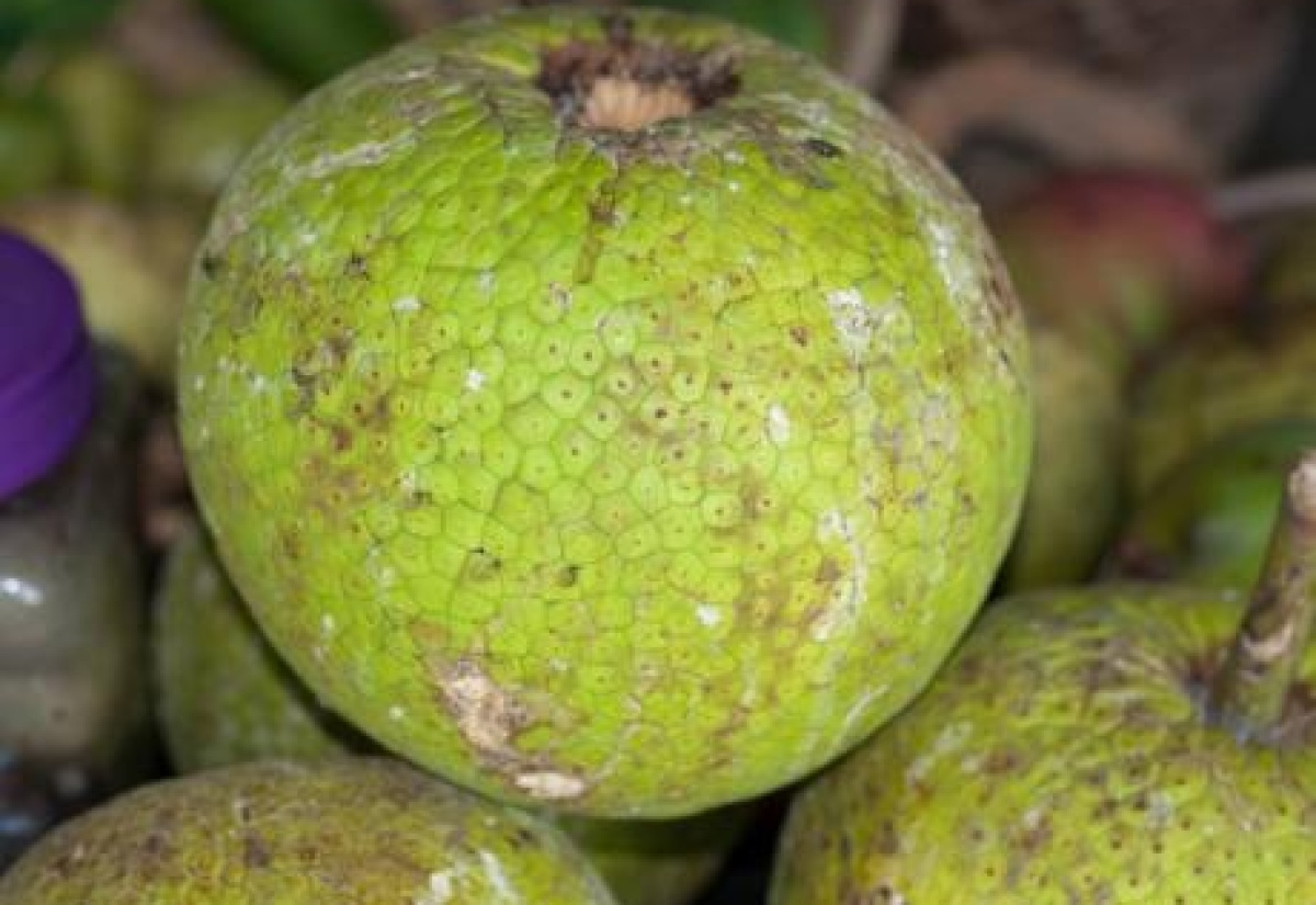 Norwich Breadfruit Highly Rated Locally and Internationally