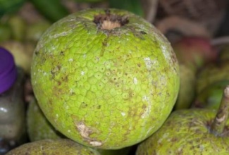 The Norwich breadfruit that can be found in Portland.