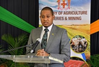 Minister of Agriculture, Fisheries and Mining, Hon. Floyd Green, addresses a press briefing at the Ministry’s offices in Kingston on Wednesday (January 31).

