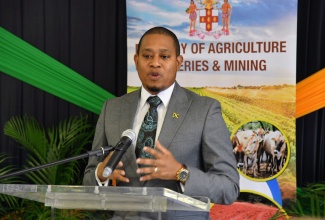 Minister of Agriculture, Fisheries and Mining, Hon. Floyd Green, speaking during a press briefing at the Ministry’s offices in Kingston on Wednesday (January 31).
