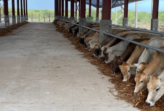 The Dairy Barn at the Bodles Research Station in St. Catherine.