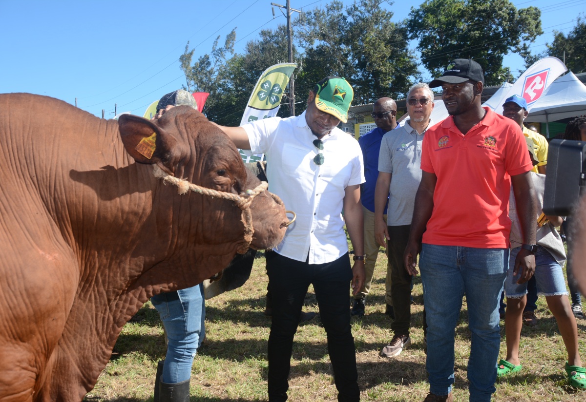 Minister of Agriculture, Fisheries and Mining, Hon. Floyd Green (left), pets a bull during a tour of the showground at the 67th staging of the Hague Agricultural and Industrial Show in Trelawny on Ash Wednesday (February 14). Looking on is Farm Manager of Minard Estate, Emelio Archer.
