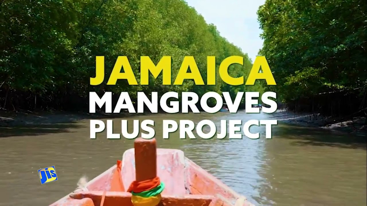 Jamaica Mangroves Plus Project – Steps to improve Jamaica’s Mangroves