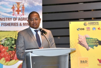 Minister of Agriculture, Fisheries and Mining, Hon. Floyd Green, addresses a ceremony on March 26, at the AC Mariott Hotel in New Kingston, to announce the certification of Jamaica’s Conch industry, by the Marine Stewardship Council.