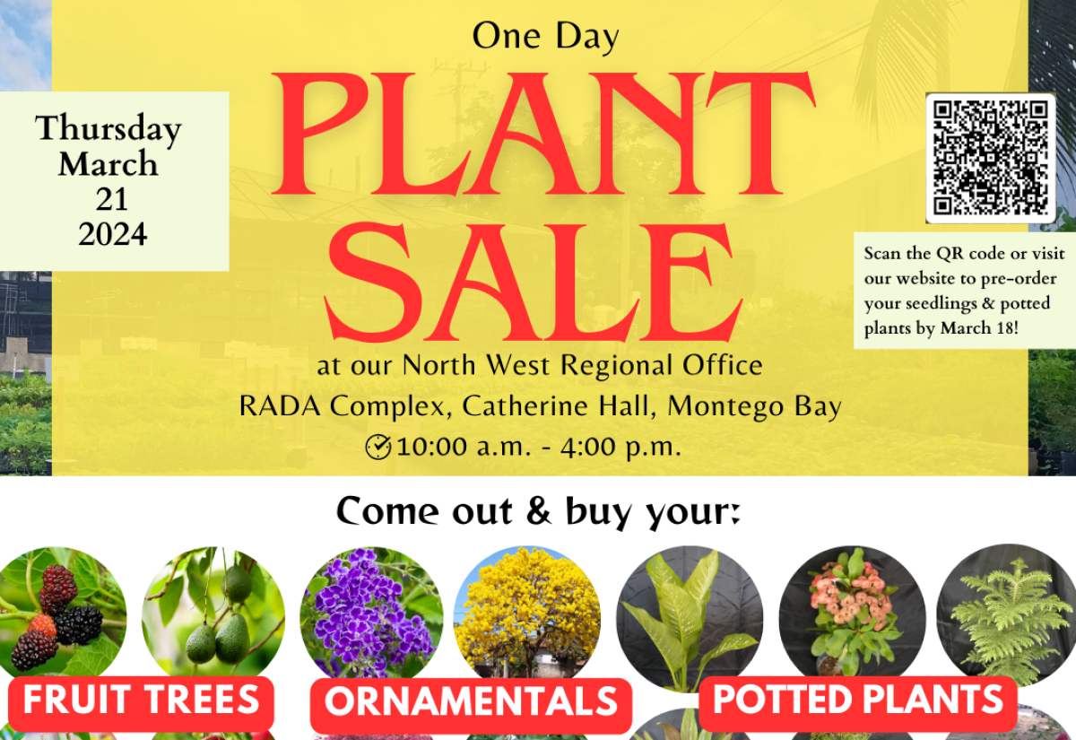 Forestry Department Stages Plant Sale in Montego Bay