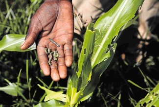 A farmer removes beet armyworms from the leaves of a plant.

