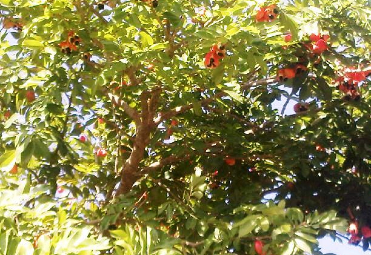 3,000 Acres of Ackee, Breadfruit and Mango to Be Planted in South St. James