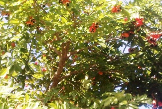 Ackee is among 3,000 acres of crops being targeted for cultivation in Southern St. James over the next two years. 