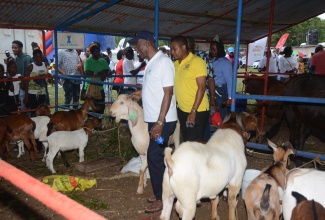 Minister of Agriculture, Fisheries and Mining, Hon. Floyd Green (right), and President of the St. James Branch of the Jamaica Agricultural Society (JAS), Glendon Harris, view livestock on display at the 41st staging of the Montpelier Agricultural & Industrial Show, held at the Montpelier Show Ground on April 1.

