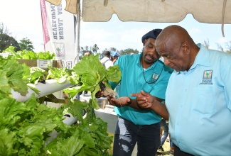 State Minister in the Ministry of Agriculture, Fisheries and Mining, Hon. Franklin Witter (right), is being shown the root length of Kaiser lettuce grown in the hydroponics system  (without soil), by Agricultural Extension Officer, Rural Agricultural Development Authority (RADA), Kavil Howard. Occasion was the St. Mary Association of Branch Societies/Jamaica Agricultural Society (JAS) Annual Agricultural Show held on Easter Monday (April 1) at Gray’s Inn Sports Complex, St. Mary