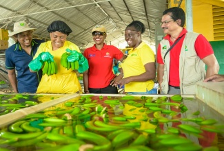 Minister of Agriculture, Fisheries and Mining, Hon. Floyd Green (left), and State Minister in the Ministry of Education and Youth, Hon. Marsha Smith (centre), enjoy a light moment with Jamaica Producers (JP) team members (from second left) Donna Andrews, Donnette Pierce and Mario Figueroa.  Occasion was the launch of the JP Farm School Tours on Wednesday (May 29), at JP Farms in Annotto Bay, St. Mary.

