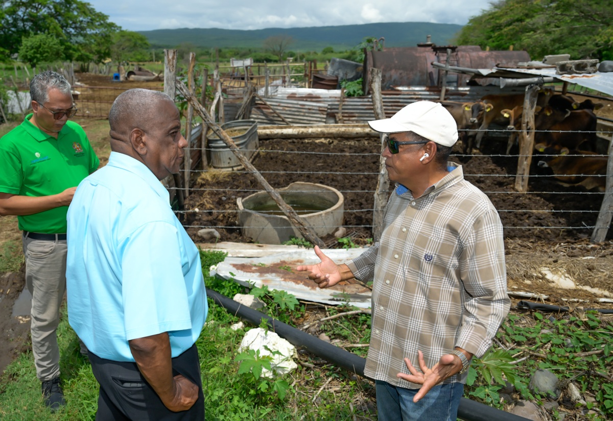 Former Sugar Lands in Clarendon Being Made Available for Farming