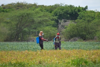 Farm workers Kevin Bryant (left) and Anthony Wright spray an onion field in Rhymesbury, Clarendon. Minister of State in the Ministry of Agriculture, Fisheries and Mining, Hon. Franklin Witter toured the community on Thursday (May 2).