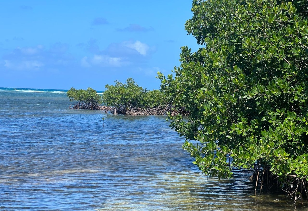 NEPA to Highlight Issues and Stimulate Action During National Environment Awareness Week