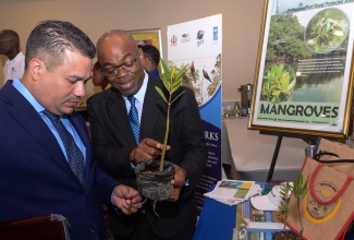 Minister without Portfolio in the Ministry of Economic Growth and Job Creation, Senator the Hon. Matthew Samuda (left), examines a mangrove plant being shown to him by Chief Executive Officer, National Environment and Planning Agency (NEPA), Leonard Francis, during Wednesday’s (June 5) symposium on ecosystems restoration in, observance of World Environment Day, at The Summit in New Kingston.

