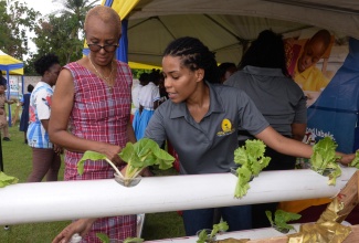 Minister of Education and Youth, Hon. Fayval Williams, looks at lettuce grown using a hydroponic system, during a tour of booths at the National School Garden Project Exhibition at Denbigh High School in May Pen, Clarendon, on Tuesday (June 11). Highlighting how the system operates is a representative from Anchovy High School, Francine Grant.