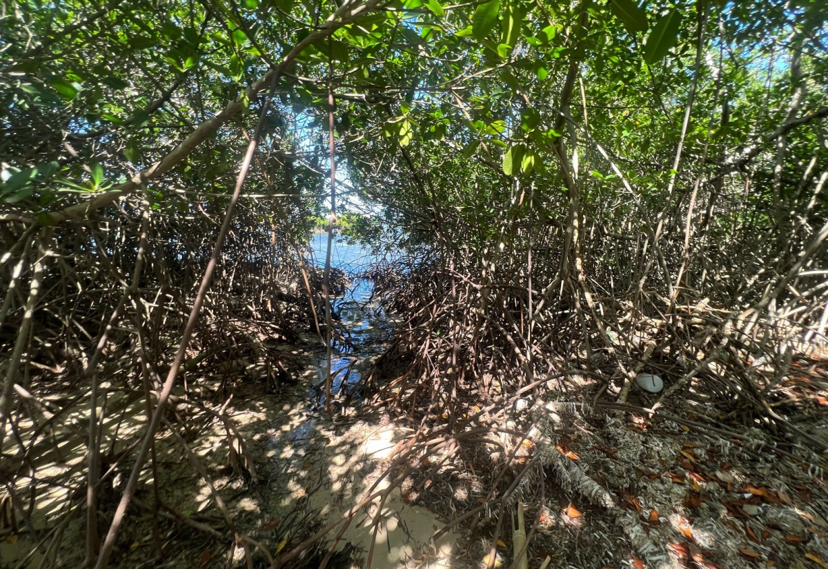 The Salt Marsh mangrove in Falmouth, Trelawny.