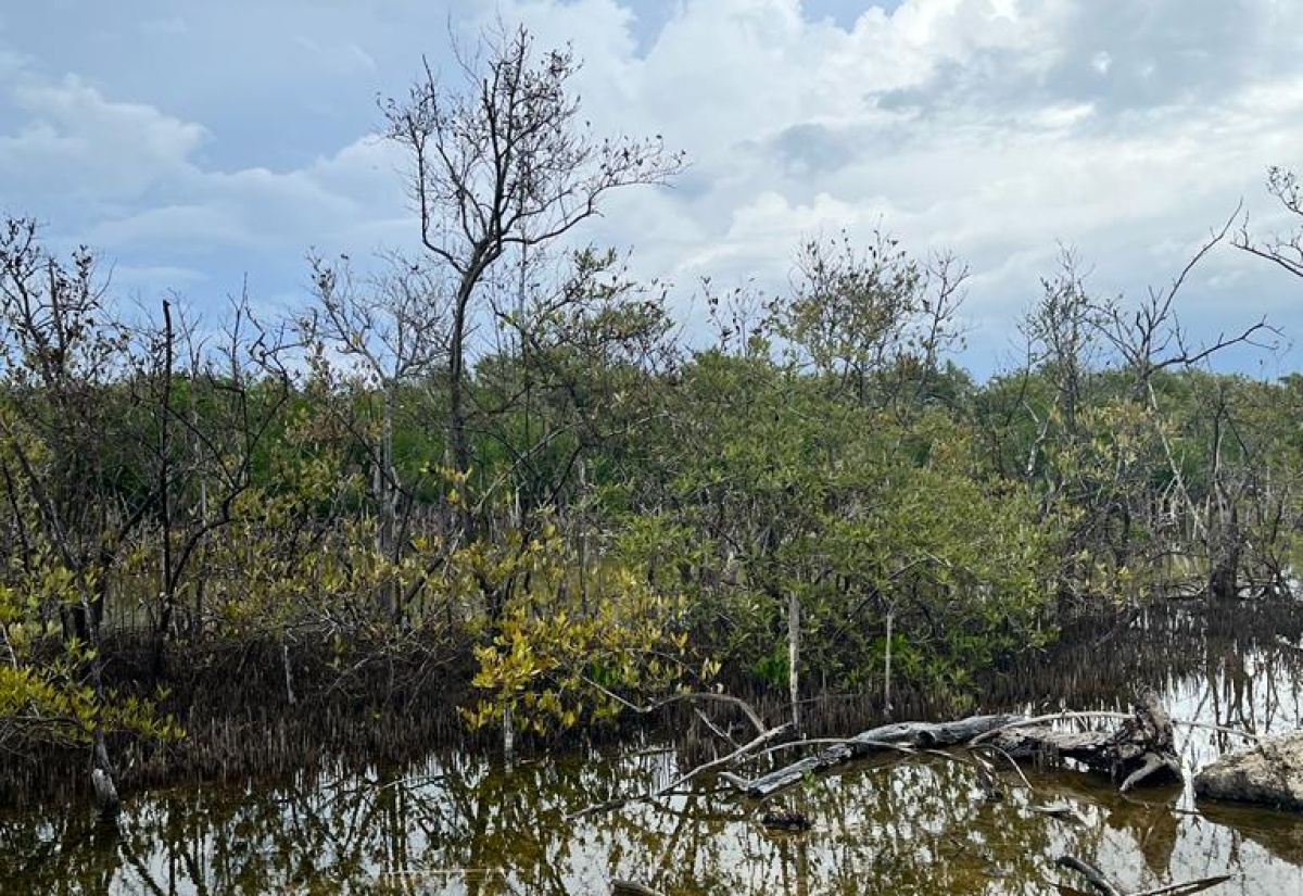 NEPA Calls On  Jamaicans To Consider Ways To Help Safeguard The Natural Environment