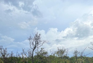 Salt Marsh mangrove in Falmouth, Trelawny.