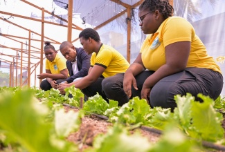 Minister of Agriculture, Fisheries and Mining, Hon. Floyd Green (second left), is attentive as Papine High School student Raheim Marshall (second right) explains the technique of growing lettuce in a greenhouse. Looking on are fellow students Venicia Raymor (left), Ashalee Robinson. The Minister toured the greenhouse facility following the signing of a Memorandum of Understanding (MOU) between the Jamaica Bauxite Institute (JBI) and the Papine High School for the utilisation of the greenhouse located at the JBI’s St. Andrew headquarters, for the advancement of the agriculture programme at the school. The ceremony took place on June 14 at the JBI.

