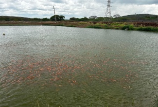 A fishpond in rural Jamaica. Fish farmers islandwide are being urged to prepare for Hurricane Beryl.