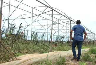 Minister of Agriculture, Fisheries and Mining, Hon. Floyd Green, looks at what remains of a once sturdy greenhouse in St. Elizabeth. Occasion was an assessment tour of farms in the parish on Saturday (July 6) by the Minister and several representatives from agencies within the Ministry.

