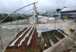 A newly erected greenhouse at the Mount Olivet Boys’ Home in Manchester, which is used to generate income for the facility, lies in ruins after being impacted during Hurricane Beryl’s passage on July 3.

