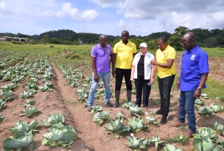Minister of Agriculture, Fisheries and Mining, Hon. Floyd Green (second right), looks at a cabbage field in Bog Hole, during a tour of farms in Clarendon on Wednesday (July 17) to assess hurricane damage. Joining him are Rural Agricultural Development Authority (RADA) senior managers (from left) Parish Manager for Clarendon, Wayne Reid; Principal Director for Field Services/Operations (Acting), Collin Henry; Chief Executive Officer (CEO), Marina Young; and Principal Director of Technical Services, Winston Simpson.
