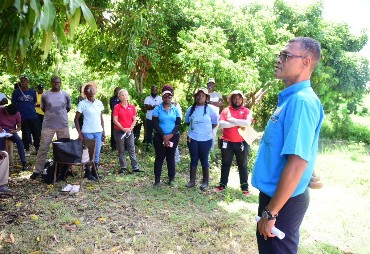 RADA St. Thomas Parish Office Trains Farmers in Post-Hurricane Fruit Tree Resuscitation