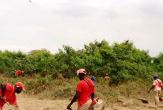 Inmates cutting trees and grass as part of their rehabilitation.