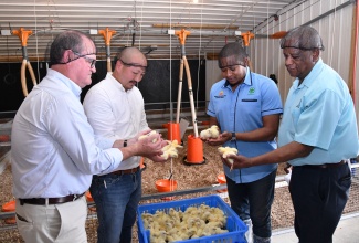 Minister of Agriculture, Fisheries and Mining, Hon. Floyd Green (second right), along with (from left): Chief Executive Officer, Devenish Nutrition, Tony McEntee; Chief Executive Officer, Caribbean Broilers (CB) Group, Matthew Lyn, and Minister of State in the Agriculture Ministry, Hon. Franklin Witter, examine poultry chicks during the commissioning of CB’s tropical broiler system at the company’s Hill Run Farms, ‘The Nest’, in St. Catherine on Friday (October 25).

