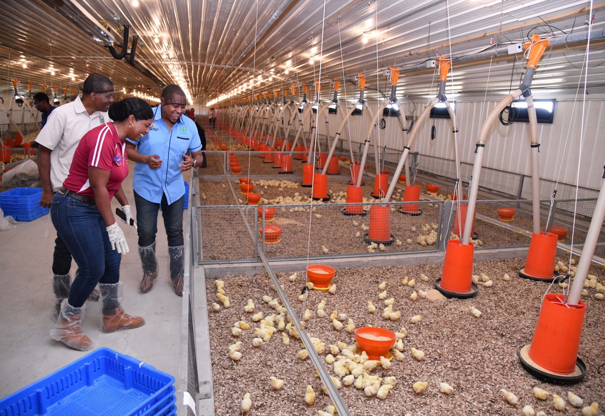 Consumers Assured of Adequate Chicken Meat for Christmas