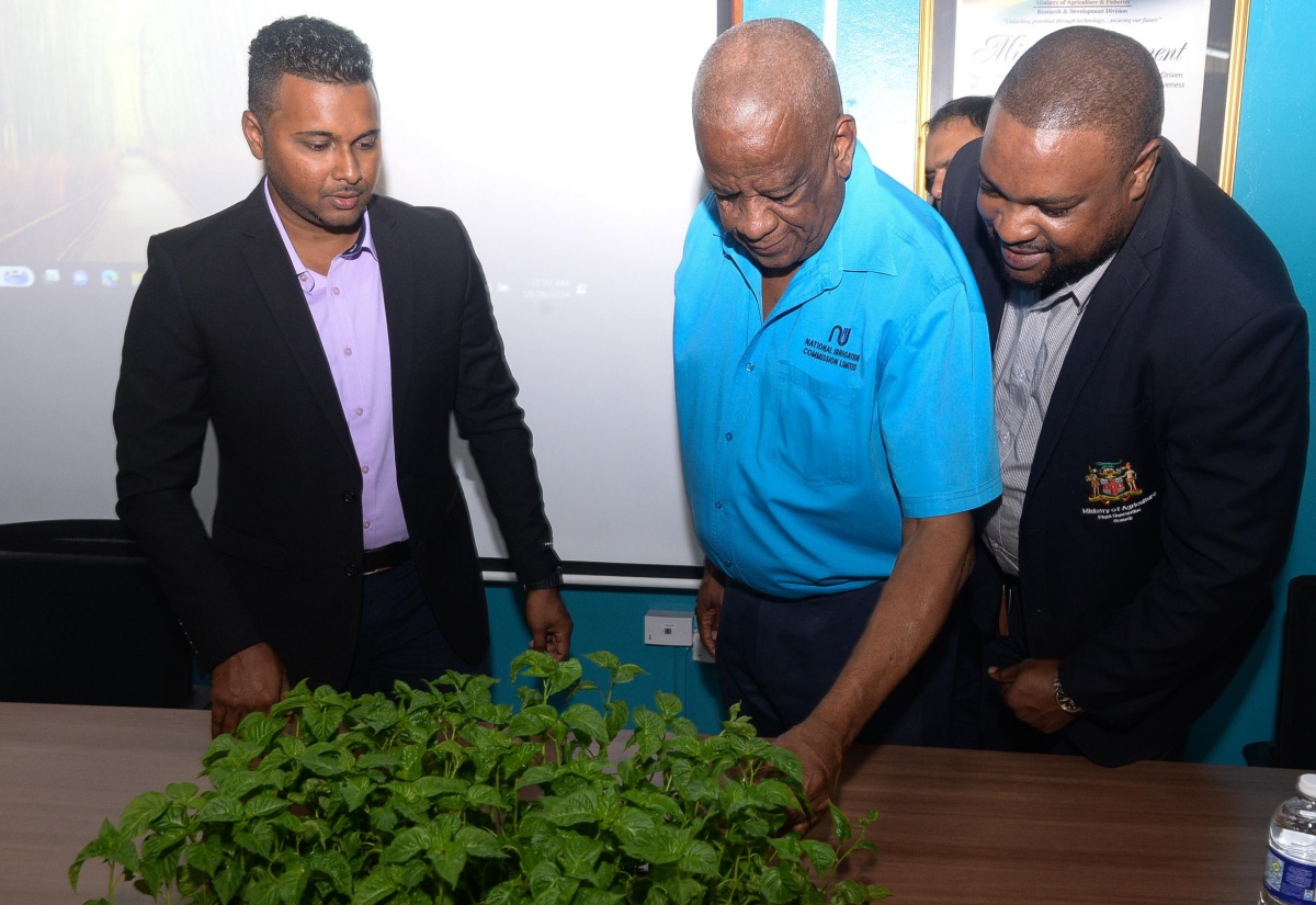 State Minister Underscores Need for Jamaica’s Self-Sufficiency in Seed Production