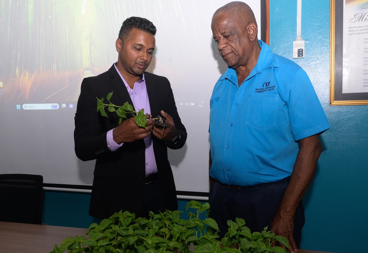 State Minister Underscores Need for Jamaica’s Self-Sufficiency in Seed Production