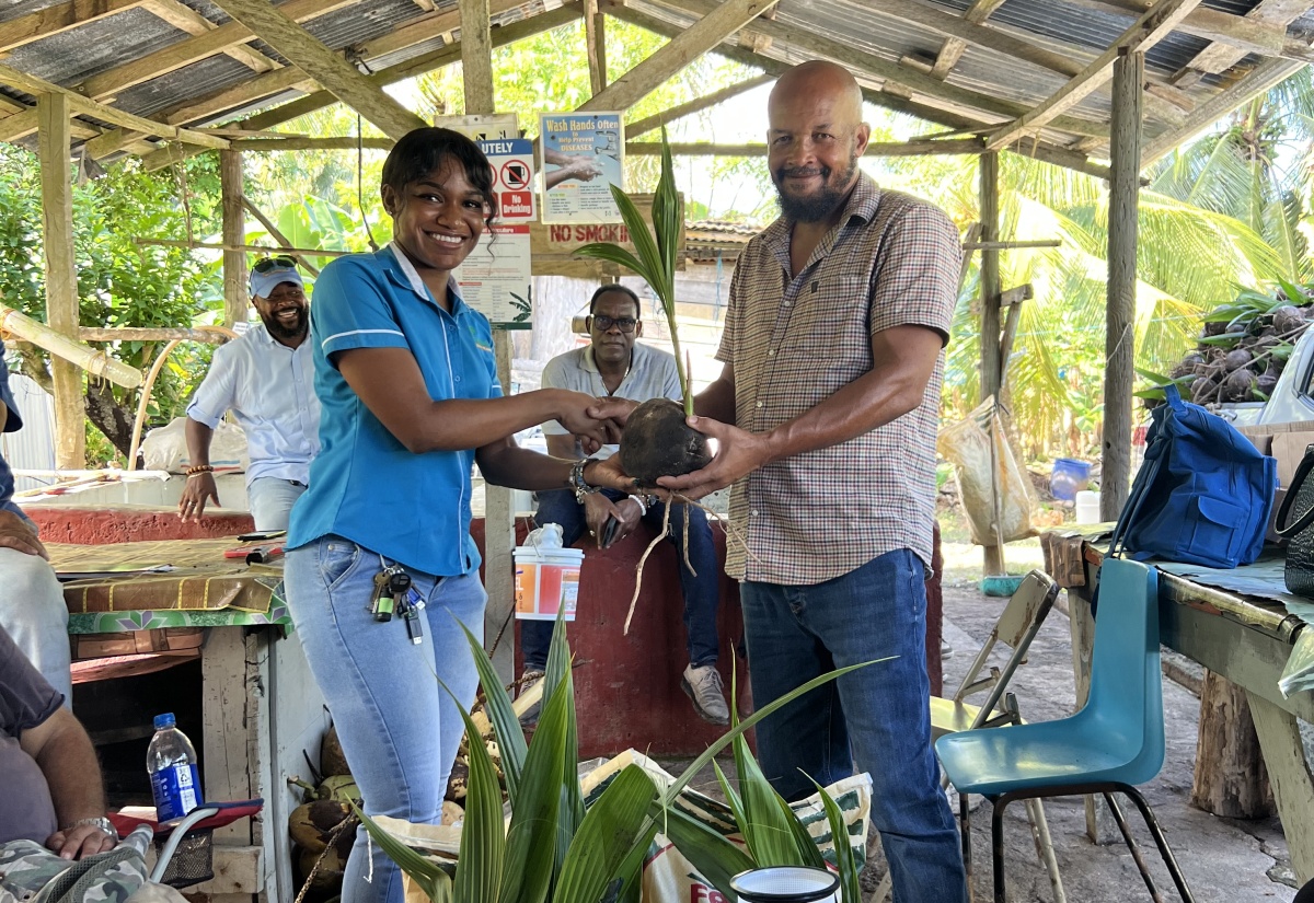 Brightens Christmas for Coconut Farmers in St. Mary And St. Thomas