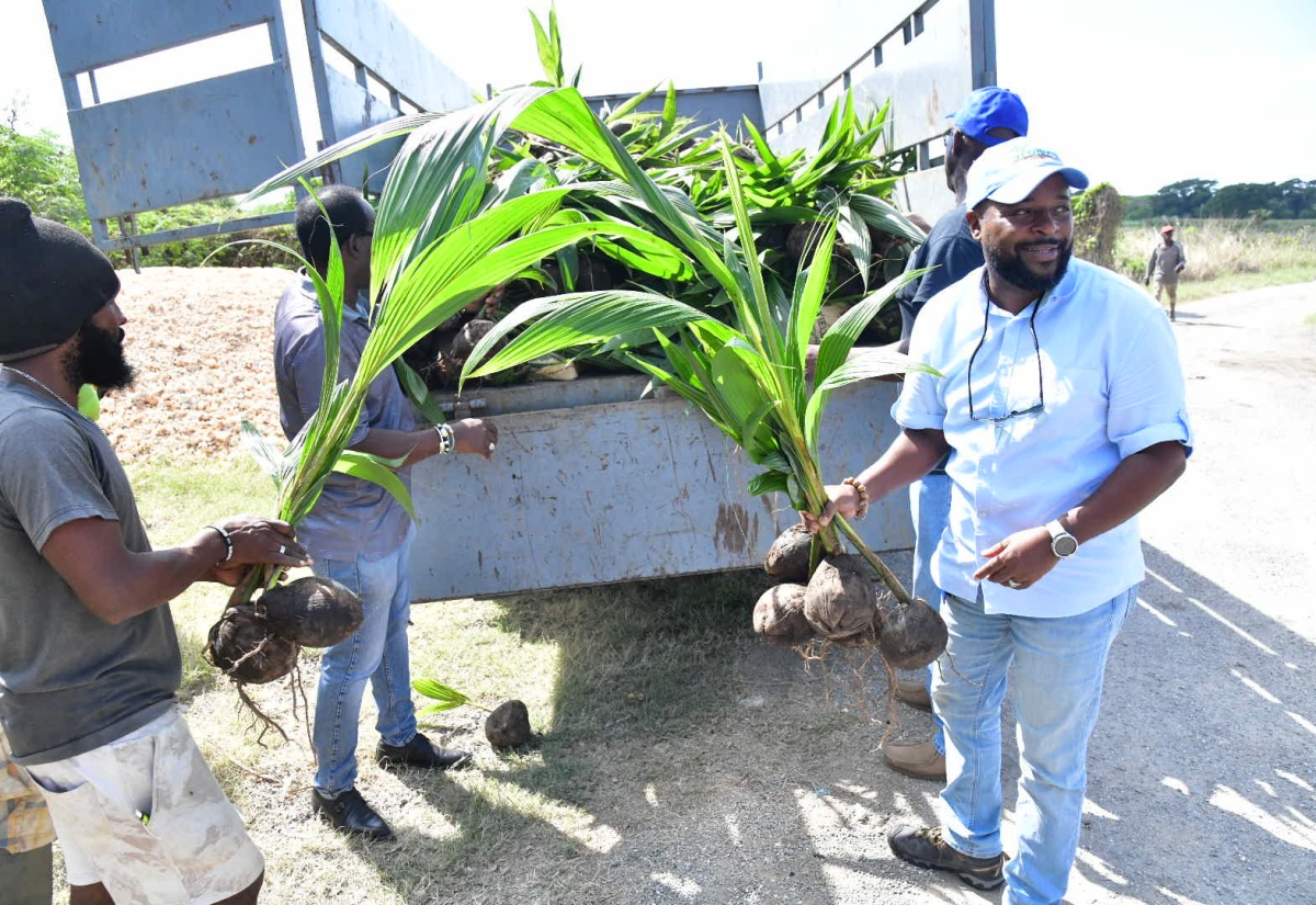 Coconut Farmers Receive Input Materials Under Hurricane Beryl Relief Programme