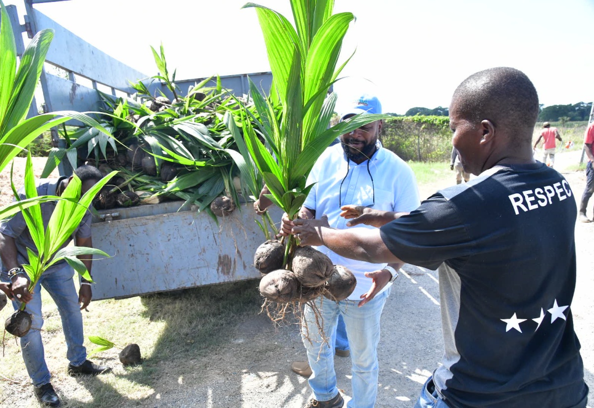 Coconut Farmers Receive Input Materials Under Hurricane Beryl Relief Programme